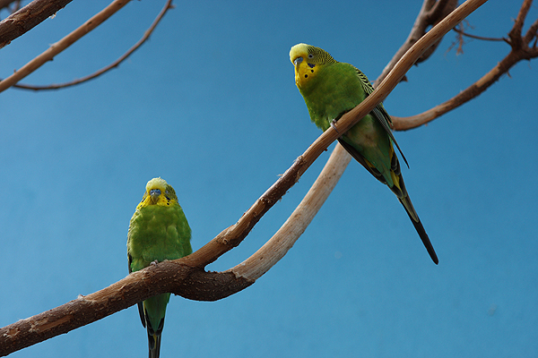 2birds-600