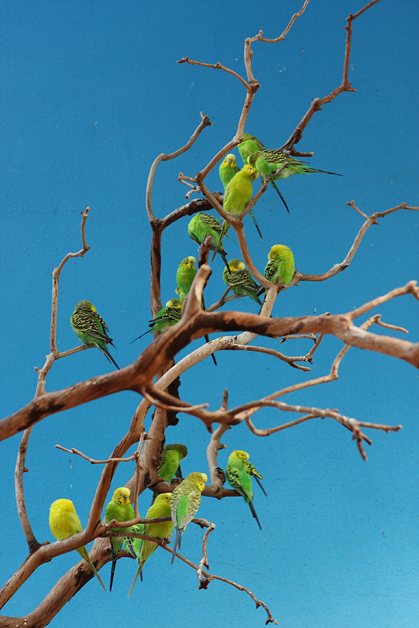 birds-600