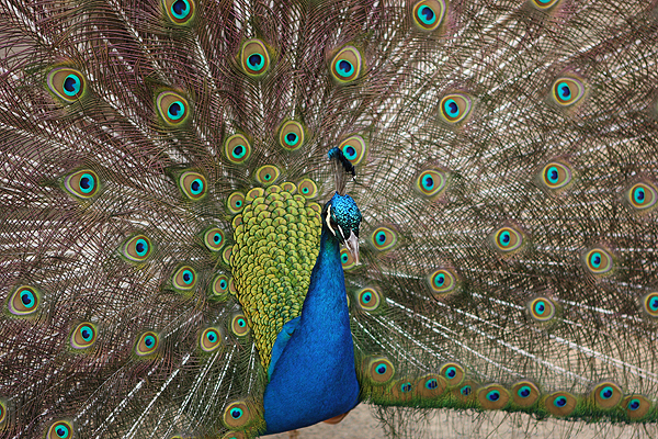 peacock-600