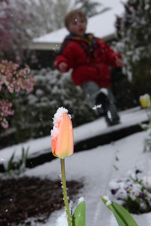 snow-tulip-sm