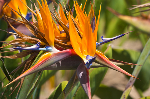 Bird of Paradise