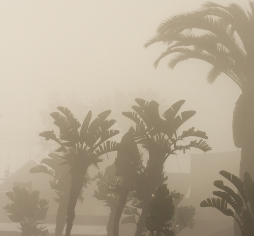 Misty Morning