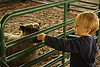 The Farm